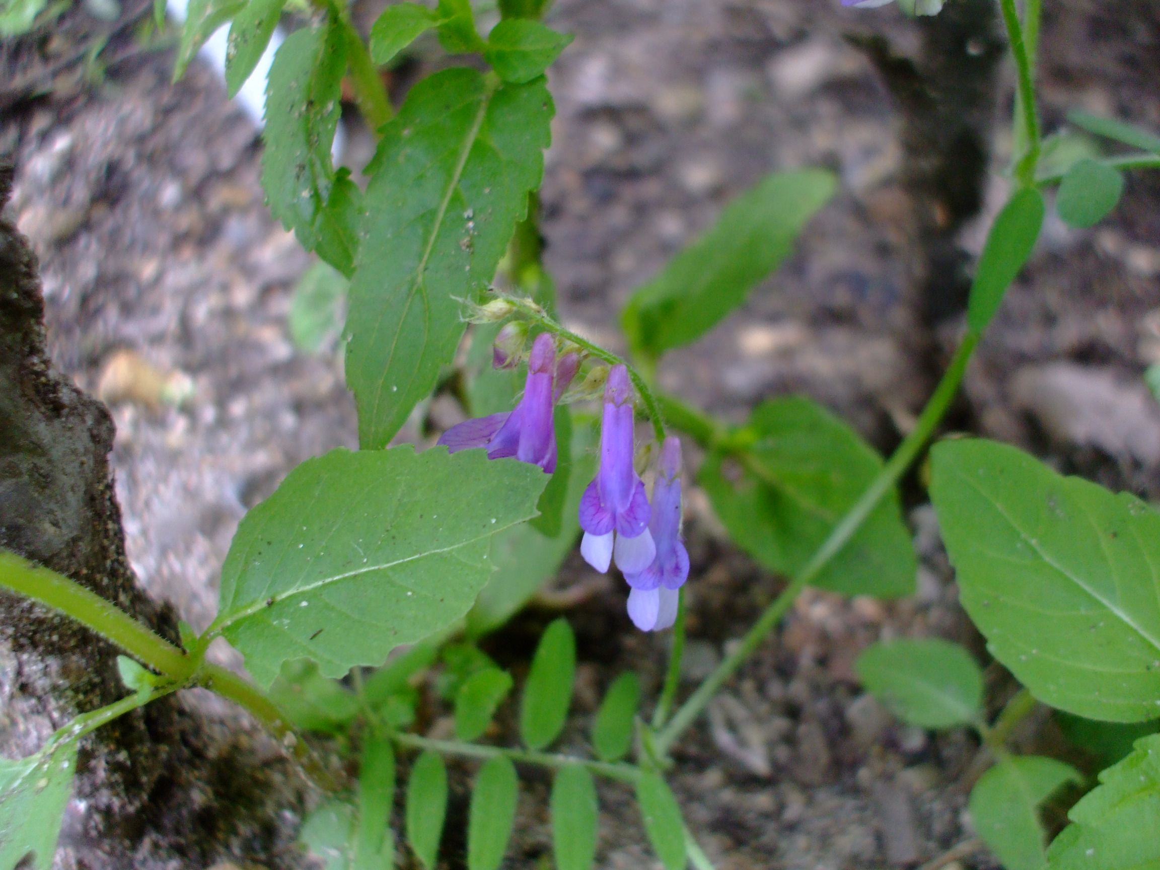 Vicia americana